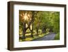 Beech Tree Lined Road in Evening Sunshine, Wimborne, Dorset, England. Spring-Adam Burton-Framed Photographic Print