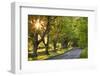 Beech Tree Lined Road in Evening Sunshine, Wimborne, Dorset, England. Spring-Adam Burton-Framed Photographic Print