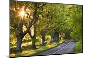 Beech Tree Lined Road in Evening Sunshine, Wimborne, Dorset, England. Spring-Adam Burton-Mounted Photographic Print