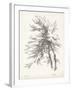 Beech Tree Study-null-Framed Art Print