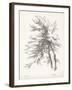 Beech Tree Study-null-Framed Art Print