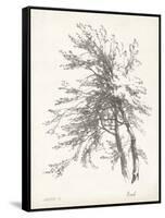 Beech Tree Study-null-Framed Stretched Canvas