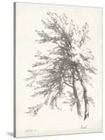 Beech Tree Study-null-Stretched Canvas