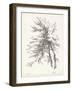 Beech Tree Study-null-Framed Art Print