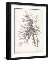 Beech Tree Study-null-Framed Art Print