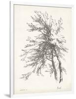 Beech Tree Study-null-Framed Art Print