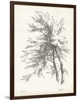 Beech Tree Study-null-Framed Art Print