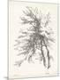 Beech Tree Study-null-Mounted Art Print