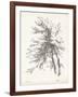 Beech Tree Study-null-Framed Art Print