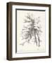 Beech Tree Study-null-Framed Art Print