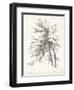 Beech Tree Study-null-Framed Art Print