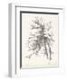 Beech Tree Study-null-Framed Art Print