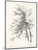 Beech Tree Study-null-Mounted Art Print