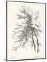 Beech Tree Study-null-Mounted Art Print