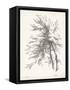 Beech Tree Study-null-Framed Stretched Canvas