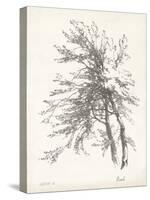 Beech Tree Study-null-Stretched Canvas