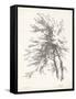 Beech Tree Study-null-Framed Stretched Canvas