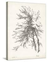 Beech Tree Study-null-Stretched Canvas