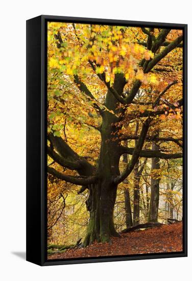 Beech Tree with Autumn Colours, Lake District, Cumbria, England. Autumn-Adam Burton-Framed Stretched Canvas