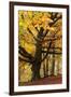 Beech Tree with Autumn Colours, Lake District, Cumbria, England. Autumn-Adam Burton-Framed Premium Photographic Print