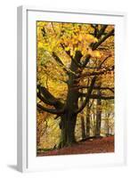 Beech Tree with Autumn Colours, Lake District, Cumbria, England. Autumn-Adam Burton-Framed Photographic Print