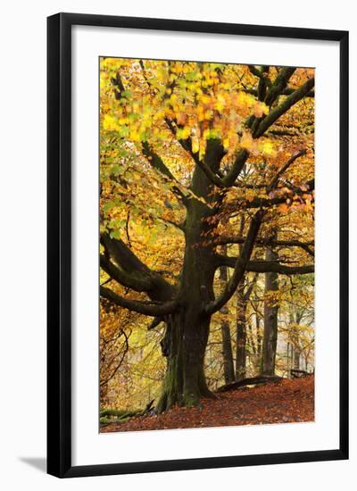 Beech Tree with Autumn Colours, Lake District, Cumbria, England. Autumn-Adam Burton-Framed Photographic Print