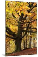 Beech Tree with Autumn Colours, Lake District, Cumbria, England. Autumn-Adam Burton-Mounted Photographic Print