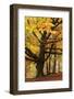 Beech Tree with Autumn Colours, Lake District, Cumbria, England. Autumn-Adam Burton-Framed Photographic Print