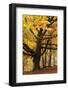 Beech Tree with Autumn Colours, Lake District, Cumbria, England. Autumn-Adam Burton-Framed Photographic Print