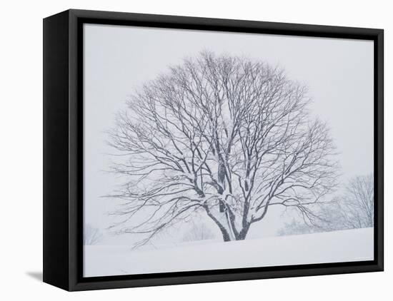 Beech Tree-null-Framed Stretched Canvas