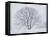 Beech Tree-null-Framed Stretched Canvas