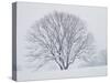 Beech Tree-null-Stretched Canvas