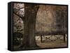 Beech Tree-null-Framed Stretched Canvas