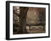 Beech Tree-null-Framed Photographic Print