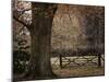 Beech Tree-null-Mounted Photographic Print