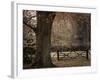 Beech Tree-null-Framed Photographic Print