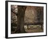 Beech Tree-null-Framed Photographic Print