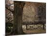 Beech Tree-null-Mounted Photographic Print