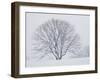 Beech Tree-null-Framed Photographic Print