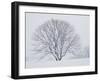 Beech Tree-null-Framed Photographic Print