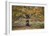 Beech Tree-Cora Niele-Framed Photographic Print