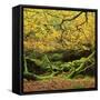 Beech Trees and Fall Foliage, with Lichen on Fallen Branches-Roy Rainford-Framed Stretched Canvas