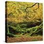 Beech Trees and Fall Foliage, with Lichen on Fallen Branches-Roy Rainford-Stretched Canvas