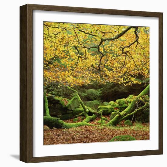 Beech Trees and Fall Foliage, with Lichen on Fallen Branches-Roy Rainford-Framed Photographic Print