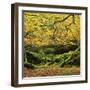 Beech Trees and Fall Foliage, with Lichen on Fallen Branches-Roy Rainford-Framed Photographic Print