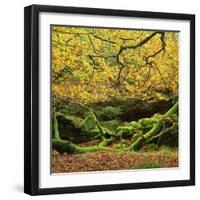 Beech Trees and Fall Foliage, with Lichen on Fallen Branches-Roy Rainford-Framed Photographic Print