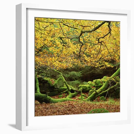 Beech Trees and Fall Foliage, with Lichen on Fallen Branches-Roy Rainford-Framed Photographic Print