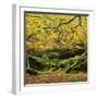 Beech Trees and Fall Foliage, with Lichen on Fallen Branches-Roy Rainford-Framed Photographic Print