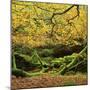 Beech Trees and Fall Foliage, with Lichen on Fallen Branches-Roy Rainford-Mounted Photographic Print