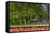 Beech Trees and Spring Flowers in Park-Colette2-Framed Stretched Canvas